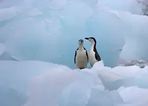 Antarcticus: Chinstrap Penguins (Pygoscelis antarcticus)