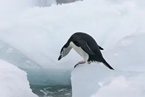 Antarcticus: Chinstrap Penguins (Pygoscelis antarcticus)
