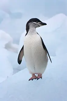 Antarcticus: Chinstrap Penguins (Pygoscelis antarcticus)