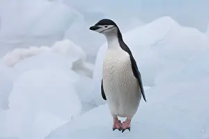 Antarcticus: Chinstrap Penguins (Pygoscelis antarcticus)