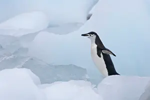 Antarcticus: Chinstrap Penguins (Pygoscelis antarcticus)