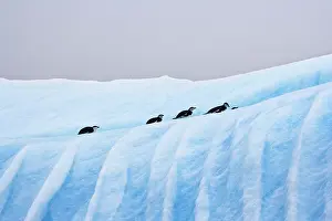 Antarcticus: Chinstrap Penguins (Pygoscelis antarcticus)