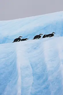 Antarcticus: Chinstrap Penguins (Pygoscelis antarcticus)