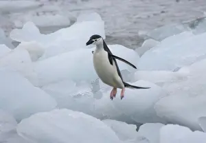 Antarcticus: Chinstrap Penguins (Pygoscelis antarcticus)