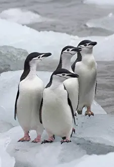 Antarcticus: Chinstrap Penguins (Pygoscelis antarcticus)