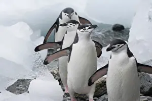 Antarcticus: Chinstrap Penguins (Pygoscelis antarcticus)
