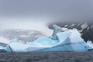 Antarcticus: Chinstrap Penguins (Pygoscelis antarcticus)