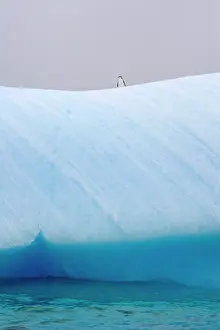 Antarcticus: Chinstrap Penguins (Pygoscelis antarcticus)