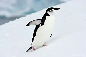 Antarcticus: Chinstrap Penguins (Pygoscelis antarcticus)