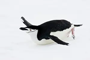 Slippery: Chinstrap Penguins (Pygoscelis antarcticus)