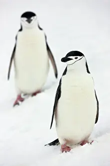 Foreground: Chinstrap Penguins (Pygoscelis antarcticus)