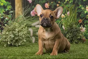 Chiot: Chiot bouledogue fran&, xc3;&, xa7;ais Chiot bouledogue