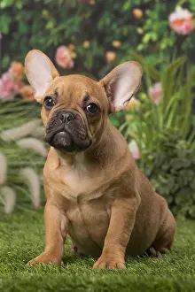 Chiot: Chiot bouledogue fran&, xc3;&, xa7;ais Chiot bouledogue