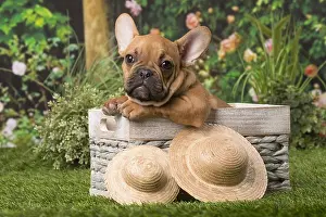 Chiot: Chiot bouledogue fran&, xc3;&, xa7;ais Chiot bouledogue