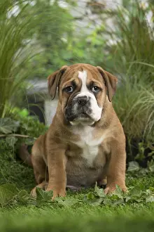 Chiot: Chiot Continental bulldog