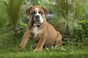 Chiot: Chiot Continental bulldog