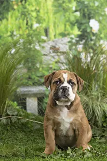 Chiot: Chiot Continental bulldog