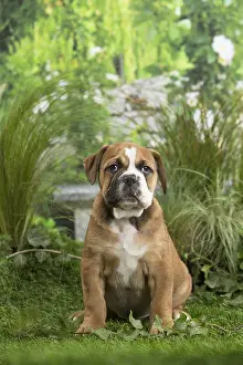 Chiot: Chiot Continental bulldog