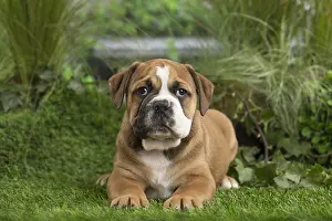 Chiot: Chiot Continental bulldog