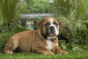 Chiot: Chiot Continental bulldog