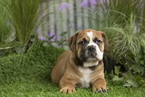 Chiot: Chiot Continental bulldog