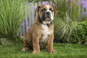 Chiot: Chiot Continental bulldog