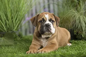 Chiot: Chiot Continental bulldog