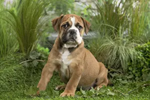 Chiot: Chiot Continental bulldog