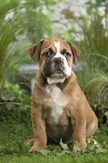 Chiot: Chiot Continental bulldog