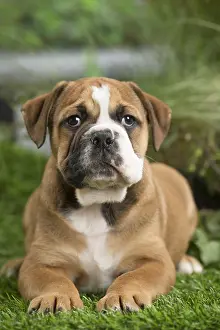 Chiot: Chiot Continental bulldog