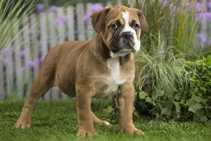 Chiot: Chiot Continental bulldog