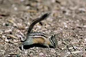Bonnie Weisser: Least Chipmunk