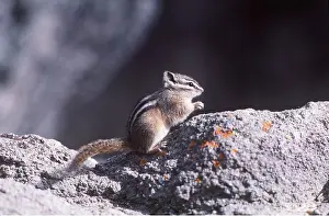Chipmunks: LEAST CHIPMUNK