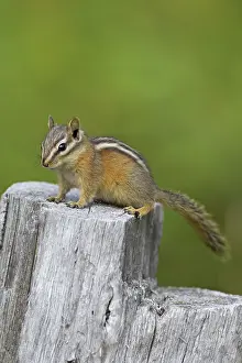 Chipmunks: Least Chipmunk adult