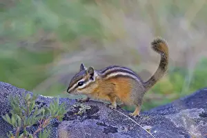 Chipmunks: Least Chipmunk adult