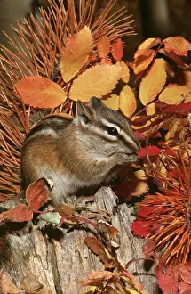 Chipmunks: LEAST CHIPMUNK - among leaves
