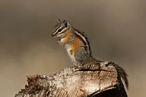 Chipmunk: Chipmunk (Neotamias sp.). Near Panguitch, Utah