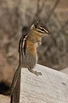 Chipmunk: Chipmunk (Neotamias sp.). Near Panguitch, Utah