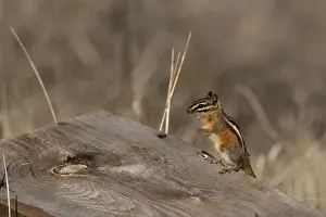 Chipmunk: Chipmunk (Neotamias sp.). Near Panguitch, Utah