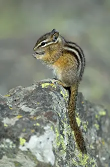 Chipmunks: Least Chipmunk - Portrait, sitting on rock eating