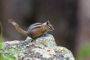 Chipmunks: Least Chipmunk - on rocks - Lower Falls Yellowstone