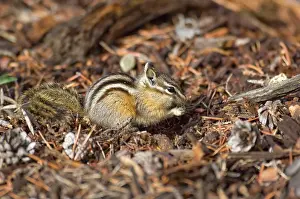 Chipmunks: Least Chipmunk - Sitting up eating seed