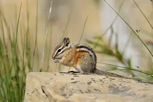 Alberta: Least chipmunk (Tamias minimus) sitting on a rock and eating