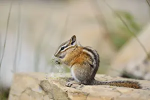 Alberta: Least chipmunk (Tamias minimus) sitting on a rock eating