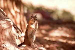 Chipmunk: Chipmunk (Tamias sp.), Bryce Canyon National Park