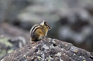 Chipmunks: Least Chipmunk - Side view sitting on rock