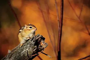 Striatus: Chipmunks (Tamias striatus) sitting on a branch