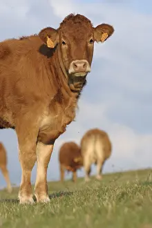 Speaking: Chipped Limousine Heifer and calf suckling its mother France
