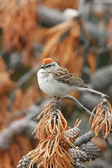 Spizella: Chipping Sparrow