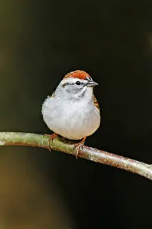 Spizella: Chipping Sparrow